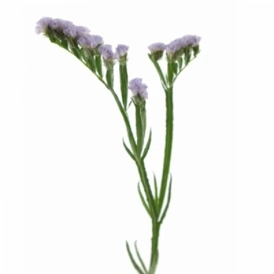 Statice SINUATUM TONIE LAVENDER