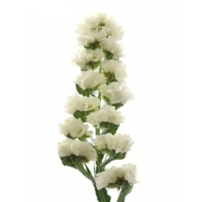 Statice SINUATUM WHITE BIRDS
