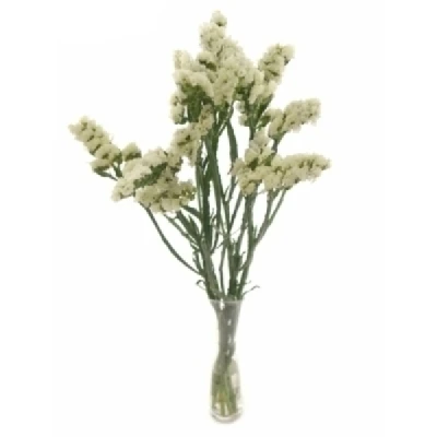 Statice SINUATUM WHITE BIRDS