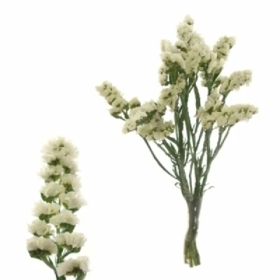 Statice SINUATUM WHITE BIRDS 70 cm / 50 g
