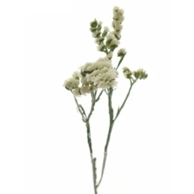 Statice SINUATUM WHITE BIRDS