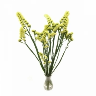 Statice SINUATUM YELLOW SARA