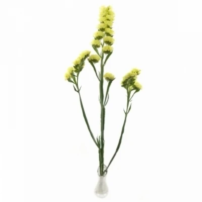 Statice SINUATUM YELLOW SARA