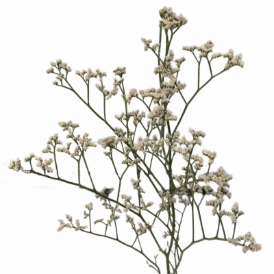 Statike WHITE NETO 80 cm / 40 g