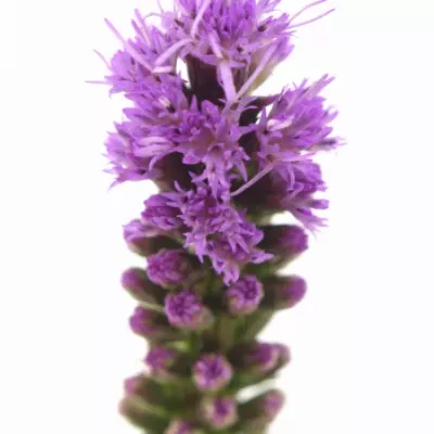 Šuškarda SPICATA 70cm