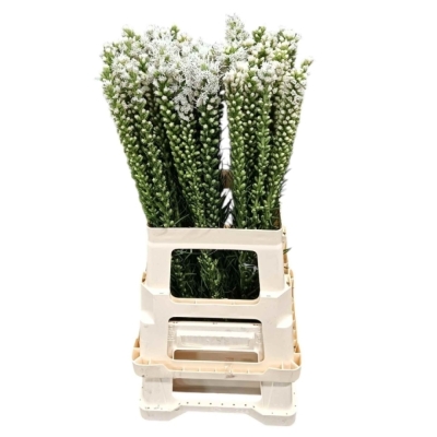 Šuškarda SPICATA ALBA