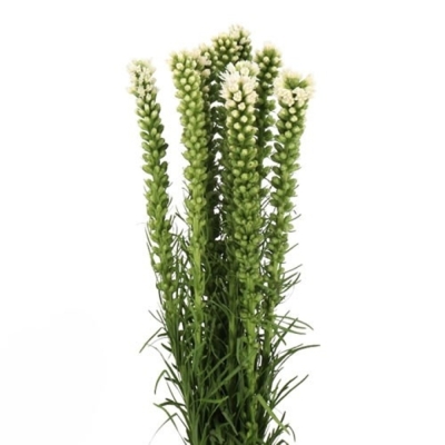 Šuškarda SPICATA ALBA 60 cm