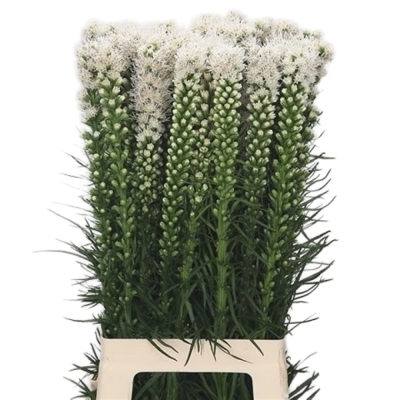 Šuškarda SPICATA ALBA