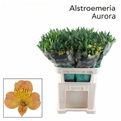 Svazek 10 Alstromérií AURORA 70cm