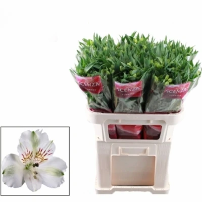 Svazek 10 Alstromérií FREEZE 75cm