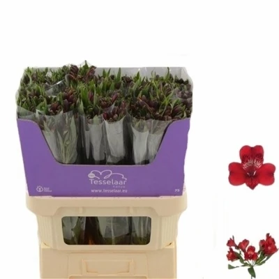 Svazek 10 Alstromérií LOVELY 75cm