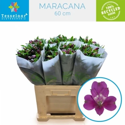 Svazek 10 Alstromérií MARACANA 75 cm