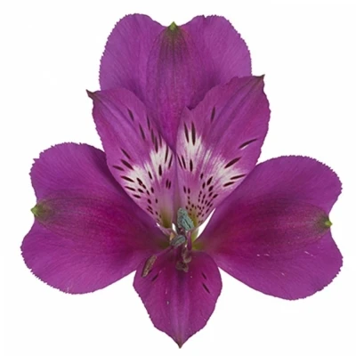 Svazek 10 Alstroemerii MARACANA 60cm