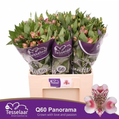 Svazek 10 Alstromérií PANORAMA 70 cm