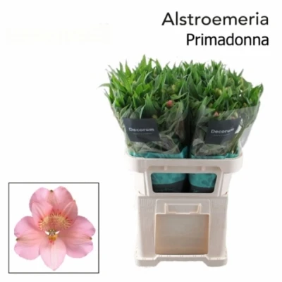 Svazek 10 Alstromérií PRIMADONNA 75cm