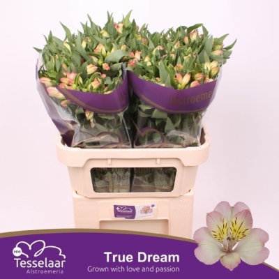 Svazek 10 Alstromérií TRUE DREAM 75cm