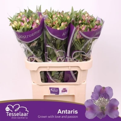 Svazek 10 Alstromérií ANTARIS 75 cm