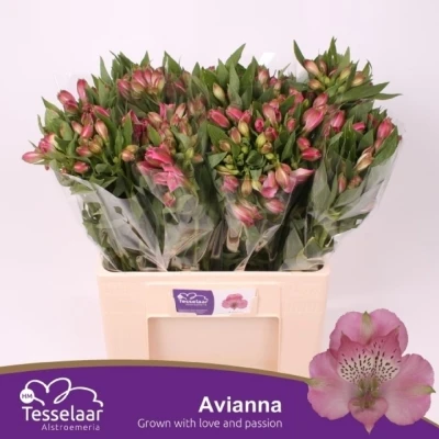 Svazek 10 Alstromérií AVIANNA 75 cm
