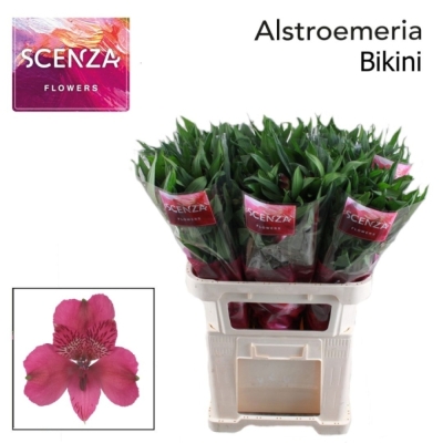 Svazek 10 Alstromérií BIKINI