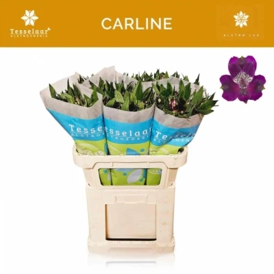 Svazek 10 Alstromérií CARLINE 75 cm