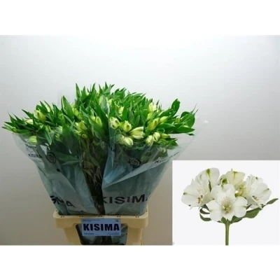 Svazek 10 Alstromérií CONCORDE 70 cm