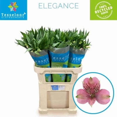 Svazek 10 Alstromérií ELEGANCE 75cm