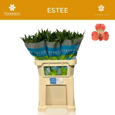 Svazek 10 Alstromérií ESTEE