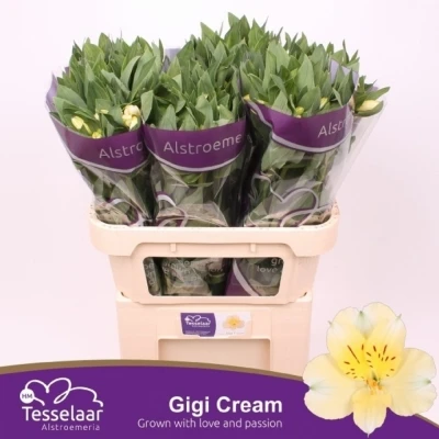 Svazek 10 Alstromérií GIGI CREAM 75cm