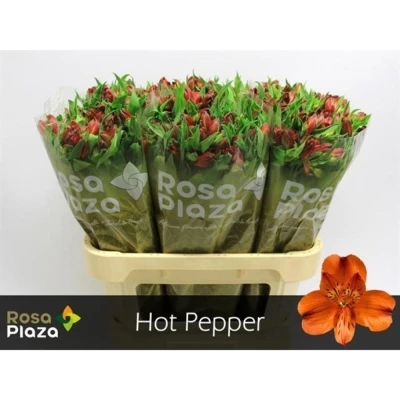 Svazek 10 Alstromérií HOT PEPPER 75 cm