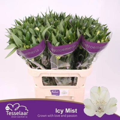 Svazek 10 Alstromérií ICY MIST
