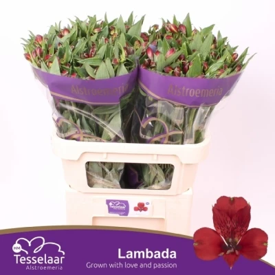 Svazek 10 Alstromérií LAMBADA