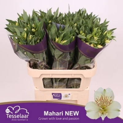 Svazek 10 Alstromérií MAHARI 75 cm