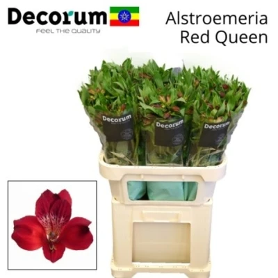 Svazek 10 Alstromérií RED QUEEN 75 cm