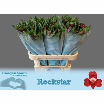 Svazek 10 Alstromérií ROCKSTAR 75cm