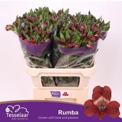 Svazek 10 Alstromérií RUMBA