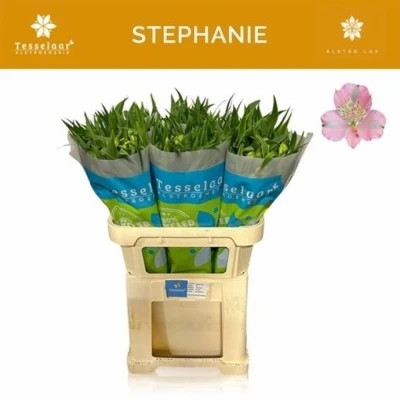 Svazek 10 Alstromérií STEPHANIE 75cm