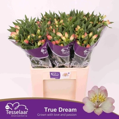 Svazek 10 Alstromérií TRUE DREAM