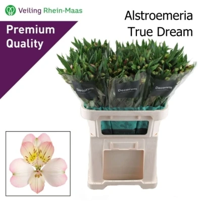 Svazek 10 Alstromérií TRUE DREAM 75 cm