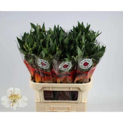 Svazek 10 Alstromérií VILLA MASSA 75 cm