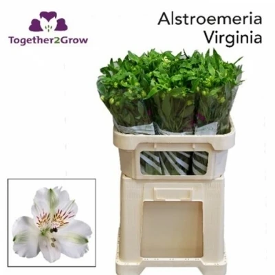 Svazek 10 Alstromérií VIRGINIA 75cm