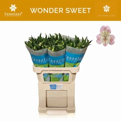 Svazek 10 Alstromérií WONDER SWEET 75cm