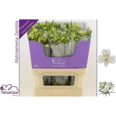 Svazek 10 Alstromérií ZEMBLA 75 cm