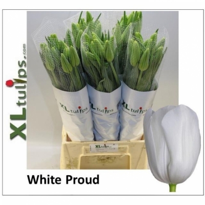 Svazek 10 bílých tulipánů XXL EN WHITE PROUD
