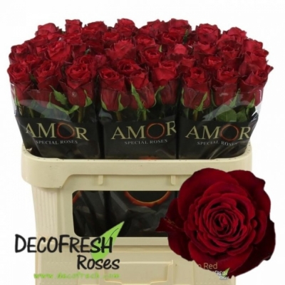 Svazek 10 červených růží MADAM RED 60cm (M)