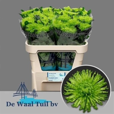 Svazek 10 jednokvětých chryzantém ANASTASIA DARK LIME