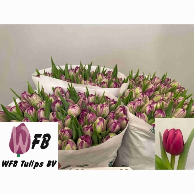 Svazek 10 fialových tulipánů DU PYTHON
