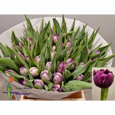 Svazek 50 fialových tulipánů DU PYTHON