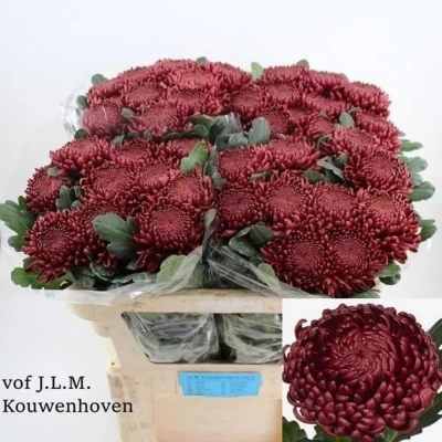 Svazek 10 jednokvětých chryzantém BIGOUDI RED