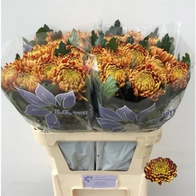 Svazek 10 jednokvětých chryzantém FUEGO