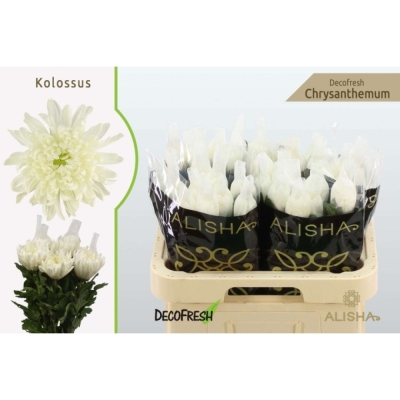 Svazek 10 jednokvětých chryzantém KOLOSSUS